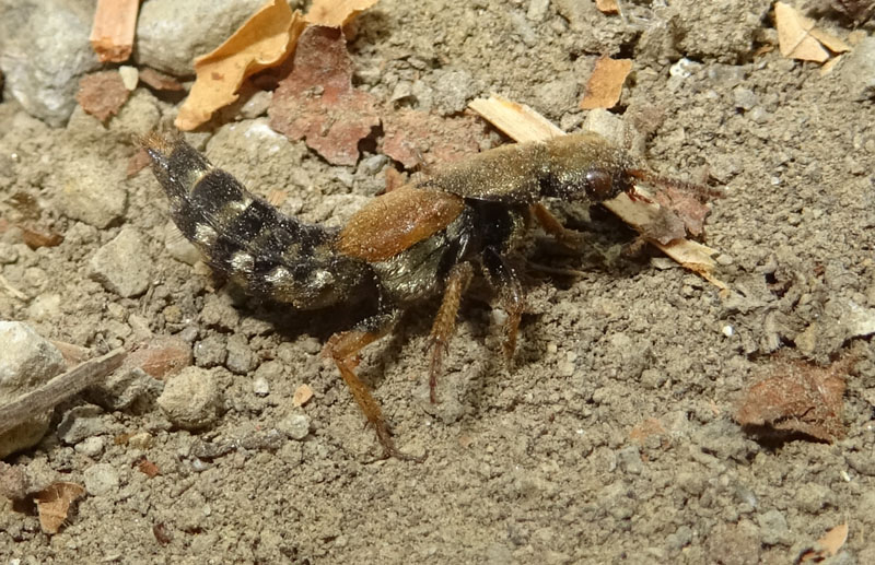 Platydracus flavopunctatus - Staphylinidae